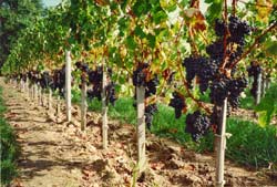 Les vignes du Château Reignac de Tizac